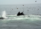 CapeCodb (4)  Cape Cod whales bubble net feeding